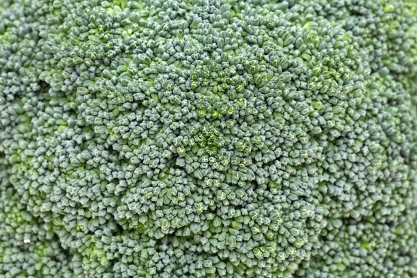 Fresh broccoli　 —  Fotos de Stock